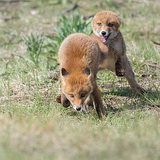 Fox cubs
